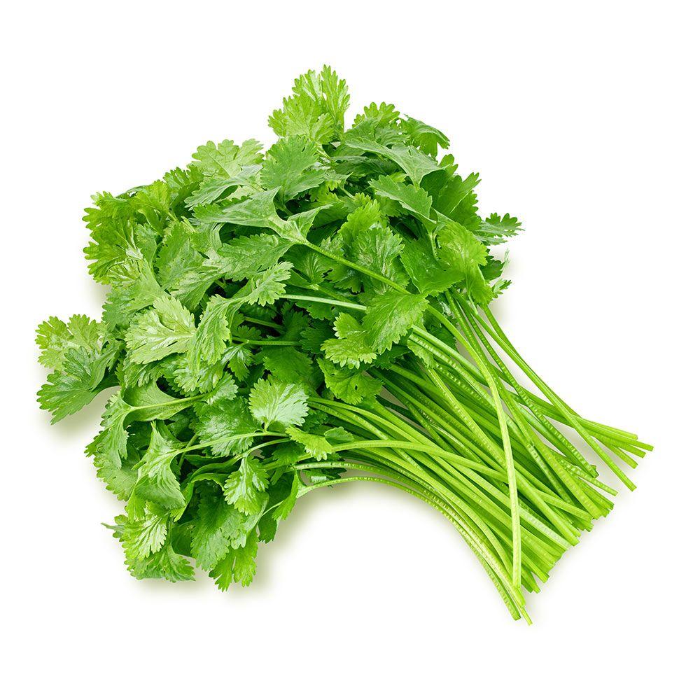 Coriander 1 Bundle